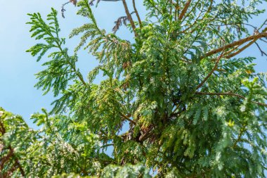 Saint Gallen, İsviçre, 14 Temmuz 2024 Taiwania Cryptomerioides botanik bahçesindeki ağaç