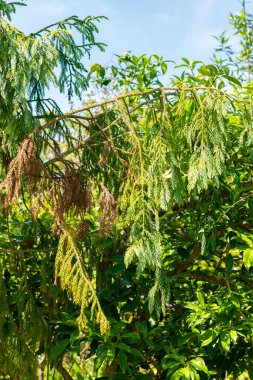 Saint Gallen, İsviçre, 14 Temmuz 2024 Taiwania Cryptomerioides botanik bahçesindeki ağaç