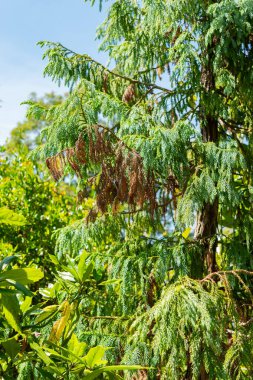 Saint Gallen, İsviçre, 14 Temmuz 2024 Taiwania Cryptomerioides botanik bahçesindeki ağaç