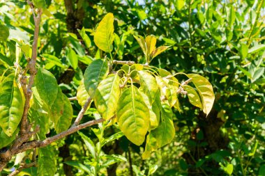 Saint Gallen, İsviçre, 14 Temmuz 2024 Solandra Maxima veya botanik bahçesindeki bir kupa altın sarmaşık.