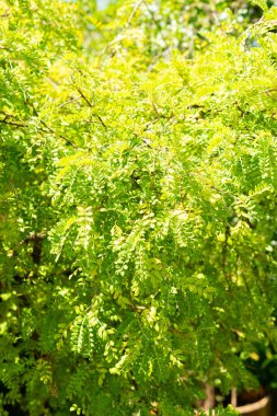 Saint Gallen, İsviçre, 14 Temmuz 2024 Sophora Toromiro bitkisi botanik bahçesinde.