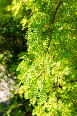 Saint Gallen, İsviçre, 14 Temmuz 2024 Sophora Toromiro bitkisi botanik bahçesinde.