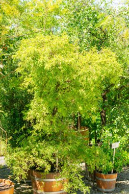 Saint Gallen, İsviçre, 14 Temmuz 2024 Sophora Toromiro bitkisi botanik bahçesinde.