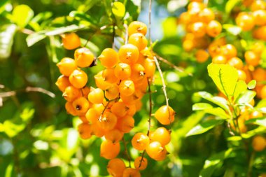 Saint Gallen, İsviçre, 14 Temmuz 2024 Duranta Erecta veya botanik bahçesindeki altın çiy damlası fabrikası