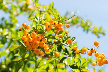 Saint Gallen, İsviçre, 14 Temmuz 2024 Duranta Erecta veya botanik bahçesindeki altın çiy damlası fabrikası