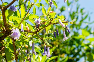 Saint Gallen, Switzerland, July 14, 2024 Lochroma Australe or blue angels trumpet plant at the botanical garden clipart