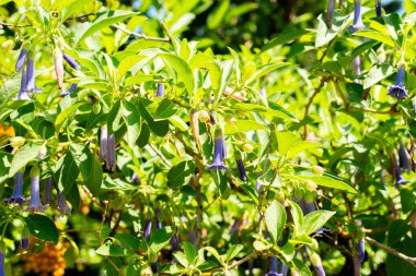 Saint Gallen, İsviçre, 14 Temmuz 2024 Lochroma Australe veya botanik bahçesindeki mavi melekler trompet fabrikası