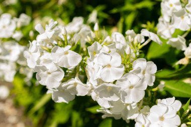 Saint Gallen, İsviçre, 14 Temmuz 2024 Phlox Paniculata Rembrandt bitkisi botanik bahçesinde.