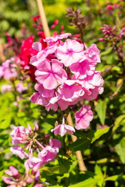 Saint Gallen, İsviçre, 14 Temmuz 2024 Phlox Elisabeth Arden bitkisi botanik bahçesinde.