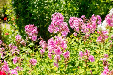 Saint Gallen, İsviçre, 14 Temmuz 2024 Phlox Elisabeth Arden bitkisi botanik bahçesinde.