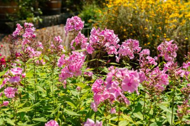 Saint Gallen, İsviçre, 14 Temmuz 2024 Phlox Elisabeth Arden bitkisi botanik bahçesinde.