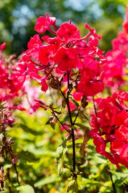 Saint Gallen, İsviçre, 14 Temmuz 2024 Phlox Paniculata veya botanik bahçesindeki uzun ömürlü fenomen yangını fabrikası