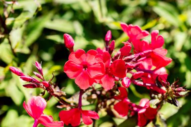 Saint Gallen, İsviçre, 14 Temmuz 2024 Phlox Paniculata veya botanik bahçesindeki uzun ömürlü fenomen yangını fabrikası