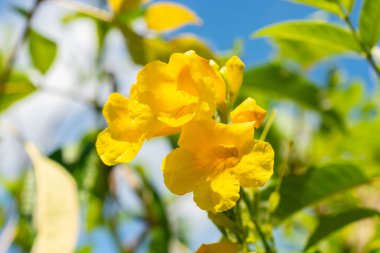 Saint Gallen, İsviçre, 14 Temmuz 2024 Tecoma Stans veya botanik bahçesindeki sarı trompet bitkisi