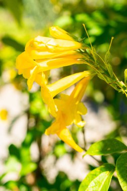 Saint Gallen, İsviçre, 14 Temmuz 2024 Tecoma Stans veya botanik bahçesindeki sarı trompet bitkisi