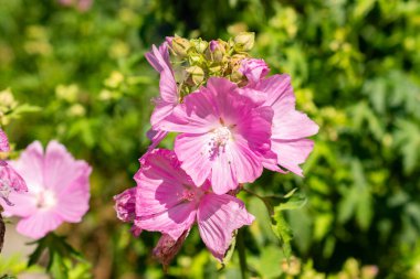 Saint Gallen, İsviçre, 14 Temmuz 2024 Malva Alcea veya botanik bahçesindeki daha büyük misk yosunu bitkisi