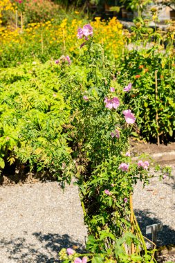 Saint Gallen, İsviçre, 14 Temmuz 2024 Malva Alcea veya botanik bahçesindeki daha büyük misk yosunu bitkisi