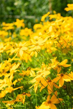 Saint Gallen, İsviçre, 14 Temmuz 2024 Coreopsis Verticillata veya botanik bahçesindeki sarkık tohumlu bitki