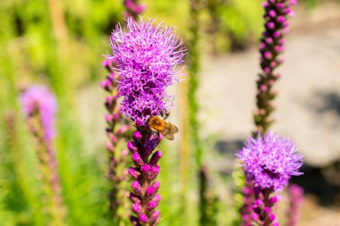 Saint Gallen, İsviçre, 14 Temmuz 2024 Liatris Spicata veya botanik bahçesindeki yoğun parlayan yıldız fabrikası