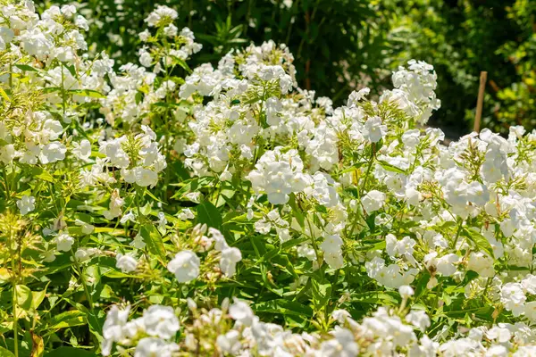 stock image Saint Gallen, Switzerland, July 14, 2024 Phlox Paniculata Rembrandt plant at the botanical garden