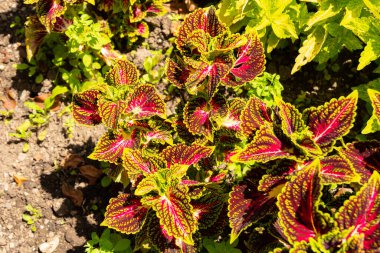 Zürih, İsviçre, 21 Temmuz 2024 Coleus Decurrens botanik bahçesine bitki yetiştirdi.