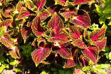 Zürih, İsviçre, 21 Temmuz 2024 Coleus Decurrens botanik bahçesine bitki yetiştirdi.