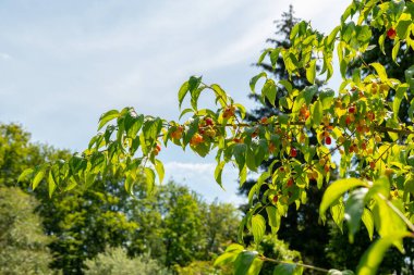 Zürih, İsviçre, 21 Temmuz 2024 Cornus Mas veya botanik bahçesindeki Cornelian kiraz ağacı bitkisi