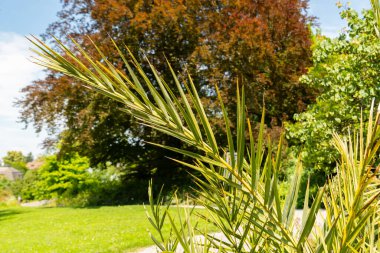 Zürih, İsviçre, 21 Temmuz 2024 Phoenix Theophrasti veya botanik bahçesindeki Girit hurma