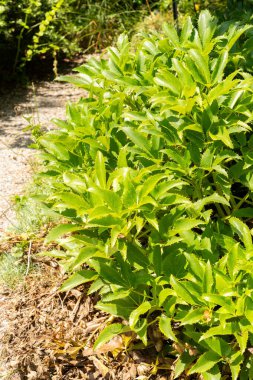 Zürih, İsviçre, 21 Temmuz 2024 Helianthemum Canum bitkisi botanik bahçesinde.