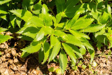 Zürih, İsviçre, 21 Temmuz 2024 Helianthemum Canum bitkisi botanik bahçesinde.