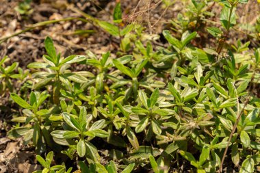 Zurich, Switzerland, July 21, 2024 Lithodora Oleifolia plant at the botanical garden clipart