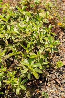 Zurich, Switzerland, July 21, 2024 Lithodora Oleifolia plant at the botanical garden clipart