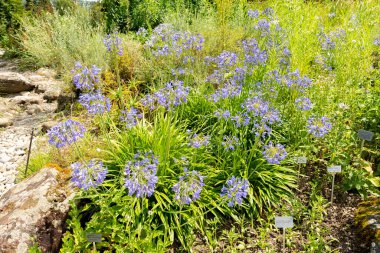 Zürih, İsviçre, 21 Temmuz 2024 Agapanthus Headbourne Bitkisi Botanik Bahçesinde