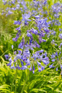 Zurich, Switzerland, July 21, 2024 Agapanthus Headbourne plant at the botanical garden clipart