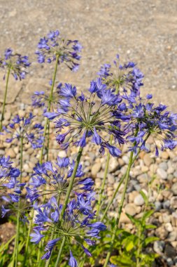 Zurich, Switzerland, July 21, 2024 Agapanthus Headbourne plant at the botanical garden clipart