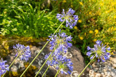 Zurich, Switzerland, July 21, 2024 Agapanthus Headbourne plant at the botanical garden clipart