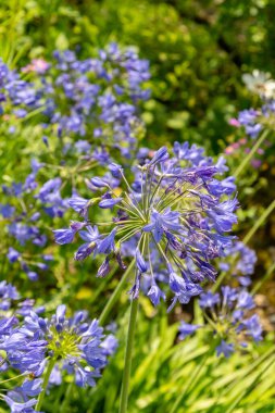 Zurich, Switzerland, July 21, 2024 Agapanthus Headbourne plant at the botanical garden clipart