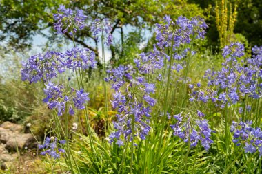 Zürih, İsviçre, 21 Temmuz 2024 Agapanthus Headbourne Bitkisi Botanik Bahçesinde