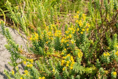 Zurich, Switzerland, July 21, 2024 Senecio Angulatus or creeping groundsel plant at the botanical garden clipart