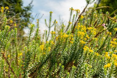 Zurich, Switzerland, July 21, 2024 Senecio Angulatus or creeping groundsel plant at the botanical garden clipart