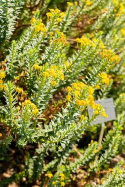 Zurich, Switzerland, July 21, 2024 Senecio Angulatus or creeping groundsel plant at the botanical garden clipart