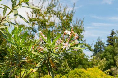 Zurich, Switzerland, July 21, 2024 Oncocalyx Schimperi plant at the botanical garden clipart