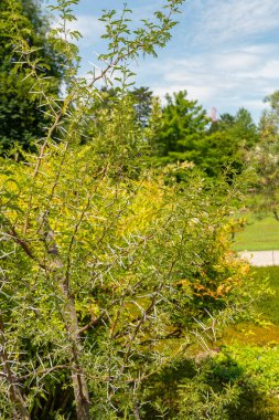 Zürih, İsviçre, 21 Temmuz 2024 Vachellia Karroo veya botanik bahçesindeki tatlı dikenli bitki