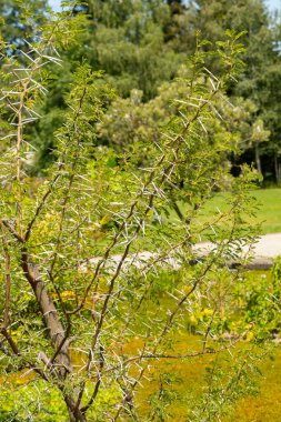 Zürih, İsviçre, 21 Temmuz 2024 Vachellia Karroo veya botanik bahçesindeki tatlı dikenli bitki