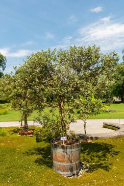 Zürih, İsviçre, 21 Temmuz 2024 Acca Sellowiana bitkisi botanik bahçesinde.