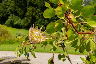 Zürih, İsviçre, 21 Temmuz 2024 Protea Cynaroides veya botanik bahçesindeki kral protea bitkisi
