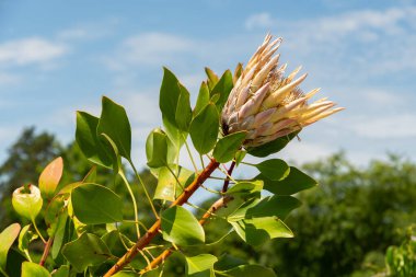 Zurich, Switzerland, July 21, 2024 Protea Cynaroides or king protea plant at the botanical garden clipart