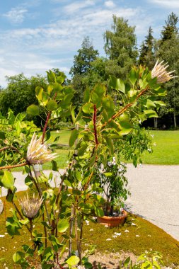 Zürih, İsviçre, 21 Temmuz 2024 Protea Cynaroides veya botanik bahçesindeki kral protea bitkisi