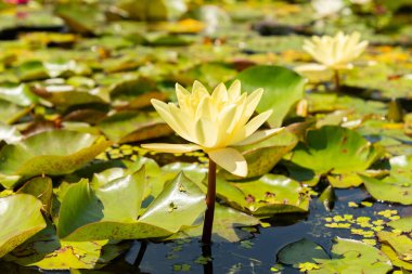 Zürih, İsviçre, 21 Temmuz 2024 Nymphaea Marliacea Kromatella Bitkisi Botanik Bahçesinde