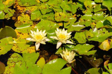 Zürih, İsviçre, 21 Temmuz 2024 Nymphaea Marliacea Kromatella Bitkisi Botanik Bahçesinde